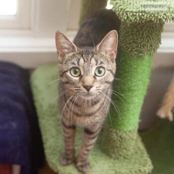 Kahpik -  Domestic Short Hair Cat Available for Adoption in Ridgefield, Connecticut - Kahpik | PetCurious