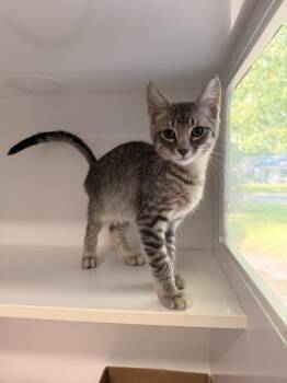 Ranger -  Domestic Short Hair Cat for Adoption in Topeka, Kansas - Ranger | PetCurious