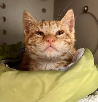 RANDY -  Domestic Short Hair Cat for Adoption in San Francisco, California - RANDY | PetCurious
