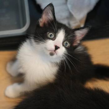 Xcalibur 20 -  Domestic Short Hair Cat for Adoption in Austin, Texas - Xcalibur 20 | PetCurious