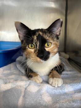 Domestic Short Hair Cats Available for Adoption - Tiramisu | PetCurious