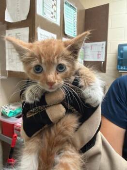 Pumpkin -  Domestic Medium Hair and Domestic Short Hair Cat for Adoption in Honolulu, Hawaii - Pumpkin | PetCurious