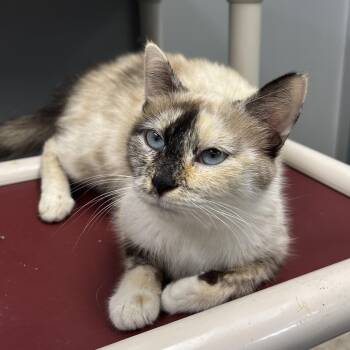 Giggles -  Siamese and Tabby Cat for Adoption in Bardstown, Kentucky - Giggles | PetCurious