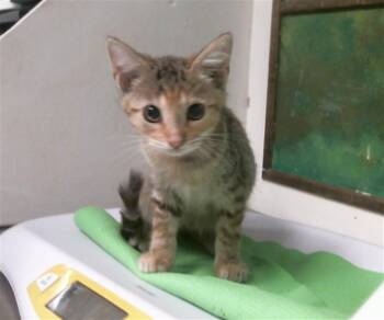 VAPOREON -  Domestic Short Hair Cat for Adoption in Houston, Texas - VAPOREON | PetCurious