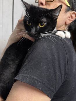 Domestic Short Hair Cats Available for Adoption - Beatie | PetCurious