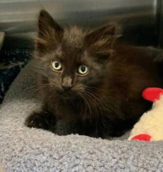 Ikea -  Domestic Short Hair Cat for Adoption in Fort Worth, Texas - Ikea | PetCurious