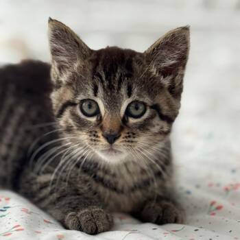 Domestic Short Hair Cats Available for Adoption in Chesapeake, Virginia - Elliot | PetCurious