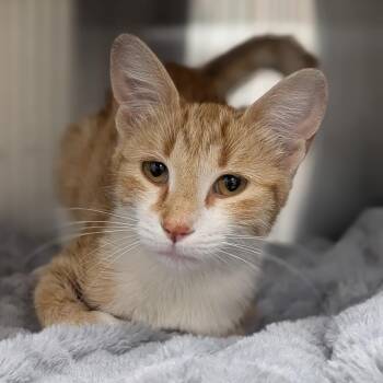 Gretel -  Domestic Short Hair Cat for Adoption in Prairie Du Chien, Wisconsin - Gretel | PetCurious