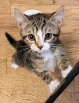 Tipsy -  American Shorthair Cat for Adoption - Tipsy | PetCurious