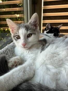 Domestic Short Hair Cats Available for Adoption - Berlioz | PetCurious