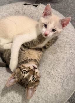 Oliver / Clark -  Domestic Short Hair Cat for Adoption in Minneapolis, Minnesota - Oliver / Clark | PetCurious