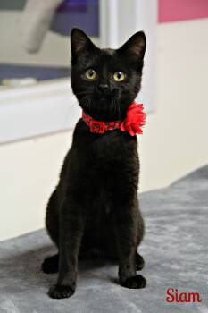 Domestic Short Hair Cats Available for Adoption - Siam  | PetCurious