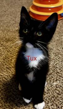 Miko and Tex -  Domestic Short Hair Cat for Adoption in Casselberry, Florida - Miko And Tex | PetCurious