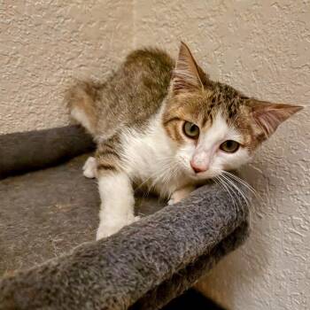 Weekend Warrior -  Domestic Short Hair Cat for Adoption in Boerne, Texas - Weekend Warrior | PetCurious