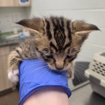 Jester -  Domestic Short Hair Cat Available for Adoption in Chattanooga, Tennessee - Jester | PetCurious