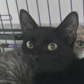 Ladle -  Domestic Short Hair Cat for Adoption in Salisbury, Massachusetts - Ladle | PetCurious