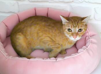 CANTALOUPE -  Domestic Short Hair Cat for Adoption in Pasadena, California - CANTALOUPE | PetCurious
