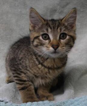 Domestic Short Hair Cats Available for Adoption in Thief River Falls, Minnesota - Lily | PetCurious