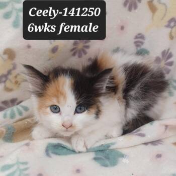 Domestic Long Hair Cats Available for Adoption in New Tazewell, Tennessee - Ceely | PetCurious