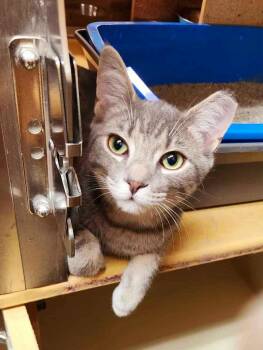 Rescue Tabby Cats for Adoption in Georgina, Ontario - Cinder | PetCurious