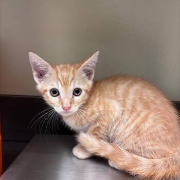 Jimmies -  Domestic Short Hair Cat for Adoption in Columbus, Georgia - Jimmies | PetCurious