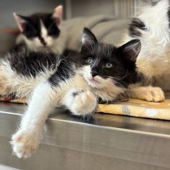 Domestic Medium Hair Cats Available for Adoption in Nashville, Indiana - Cypress | PetCurious