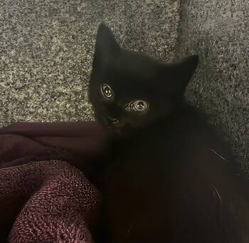 Roe -  Domestic Short Hair Cat for Adoption in Nashville, Tennessee - Roe | PetCurious
