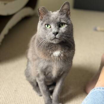 Mouse (Pure sugar kitty) -  Domestic Short Hair and Russian Blue Cat for Adoption in Tucker, Georgia - Mouse (Pure Sugar Kitty) | PetCurious