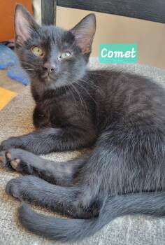 Comet -  Domestic Short Hair Cat for Adoption in Greenwood, Indiana - Comet | PetCurious
