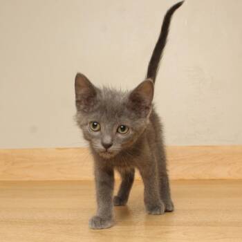 Alphonso C70761 -  Domestic Short Hair Cat for Adoption in Minnetonka, Minnesota - Alphonso C70761 | PetCurious