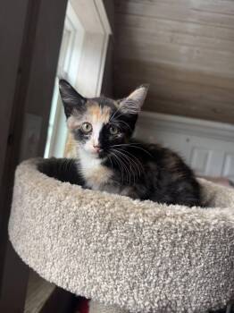 Rescue Calico Cats for Adoption in Leon, Kansas - Kiwi | PetCurious