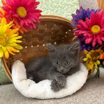 CHAI -  Domestic Short Hair Cat for Adoption in Omaha, Nebraska - CHAI | PetCurious
