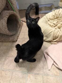 Princeton -  Domestic Long Hair Cat for Adoption in Saint James City, Florida - Princeton | PetCurious