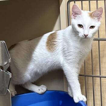 Kentucky -  Domestic Medium Hair Cat for Adoption in Hemet, California - Kentucky | PetCurious