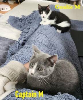 Captain and Goalie -  Domestic Short Hair Cat for Adoption in Melrose, Massachusetts - Captain And Goalie | PetCurious