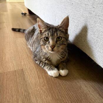 Domestic Short Hair Cats Available for Adoption in Columbiana, Alabama - Razzmatazz | PetCurious