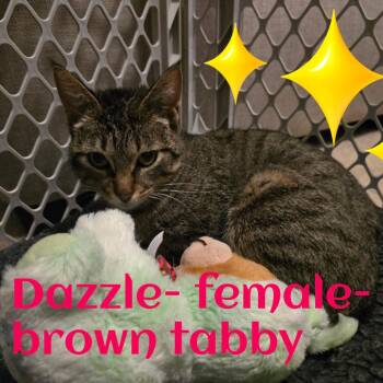 Domestic Short Hair Cats Available for Adoption in Jasper, Indiana - Dazzle | PetCurious