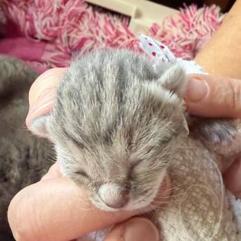 Domestic Short Hair Cats Available for Adoption - Marv | PetCurious