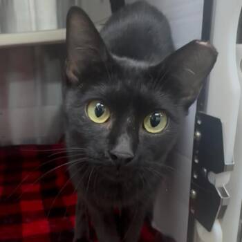 Apple -  Domestic Short Hair Cat for Adoption in Corpus Christi, Texas - Apple | PetCurious