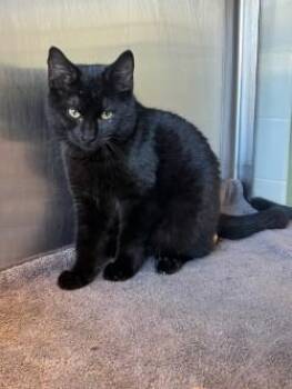 Domestic Medium Hair Cats Available for Adoption - Draco | PetCurious