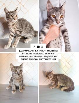Rescue Domestic Short Hair Cats for Adoption in Tustin, California - Zuko | PetCurious