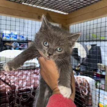 Brioche -  Domestic Short Hair Cat for Adoption in Los Angeles, California - Brioche | PetCurious