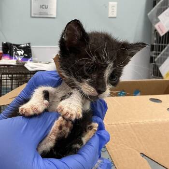 Felix* -  Domestic Short Hair Cat for Adoption in San Gabriel, California - Felix* | PetCurious