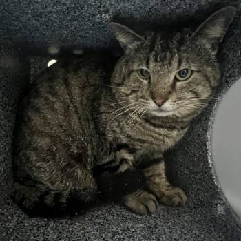 Domestic Short Hair Cats Available for Adoption in Lufkin, Texas - Kairo | PetCurious