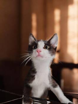 Harper -  Domestic Short Hair Cat for Adoption in North Richland Hills, Texas - Harper | PetCurious