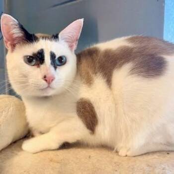 Percy -  American Shorthair Cat for Adoption in Bethel, Connecticut - Percy | PetCurious
