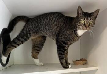 Rescue Domestic Short Hair Cats for Adoption in Annapolis, Maryland - Aster | PetCurious