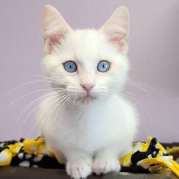 Braeburn -  Siamese Cat for Adoption in Marshfield, Wisconsin - Braeburn | PetCurious