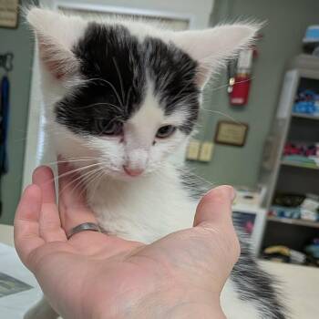 Pound Cake -  Domestic Short Hair Cat for Adoption in Greenville, Pennsylvania - Pound Cake | PetCurious