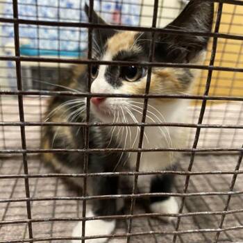 A612268 -  Domestic Short Hair Cat for Adoption in Modesto, California - A612268 | PetCurious